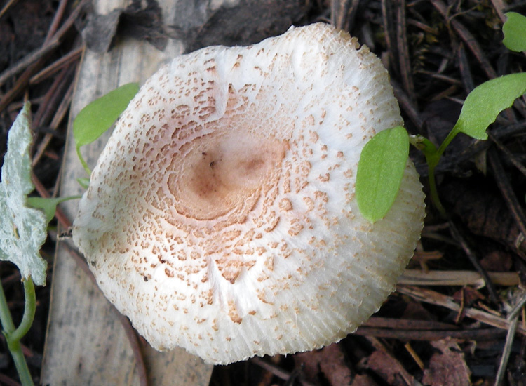 Ero sicuro fosse....